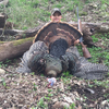 Merriam Turkey