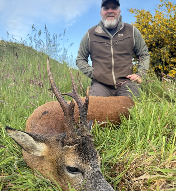 Scotland Roe Deer