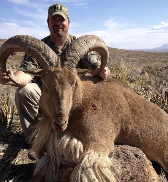 Aoudad Ram