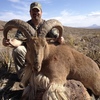 Aoudad Ram