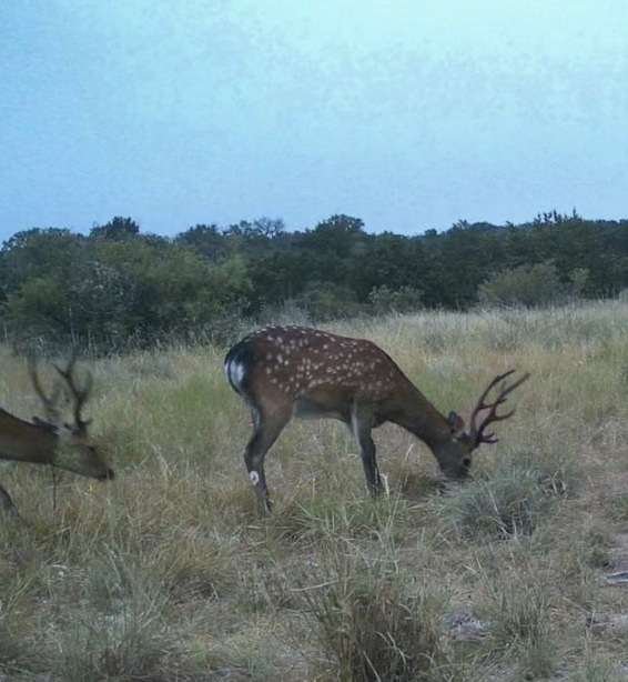 Sika Deer