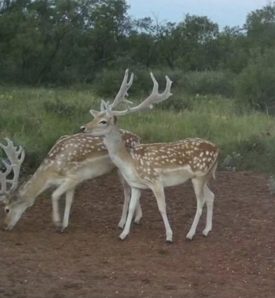 Fallow Deer