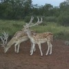Fallow Deer