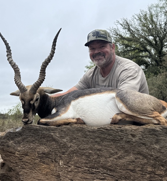 Blackbuck Antelope